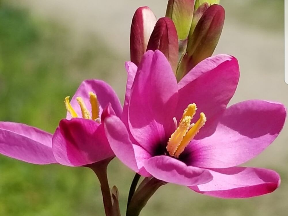 イキシア・ローズエンペラー