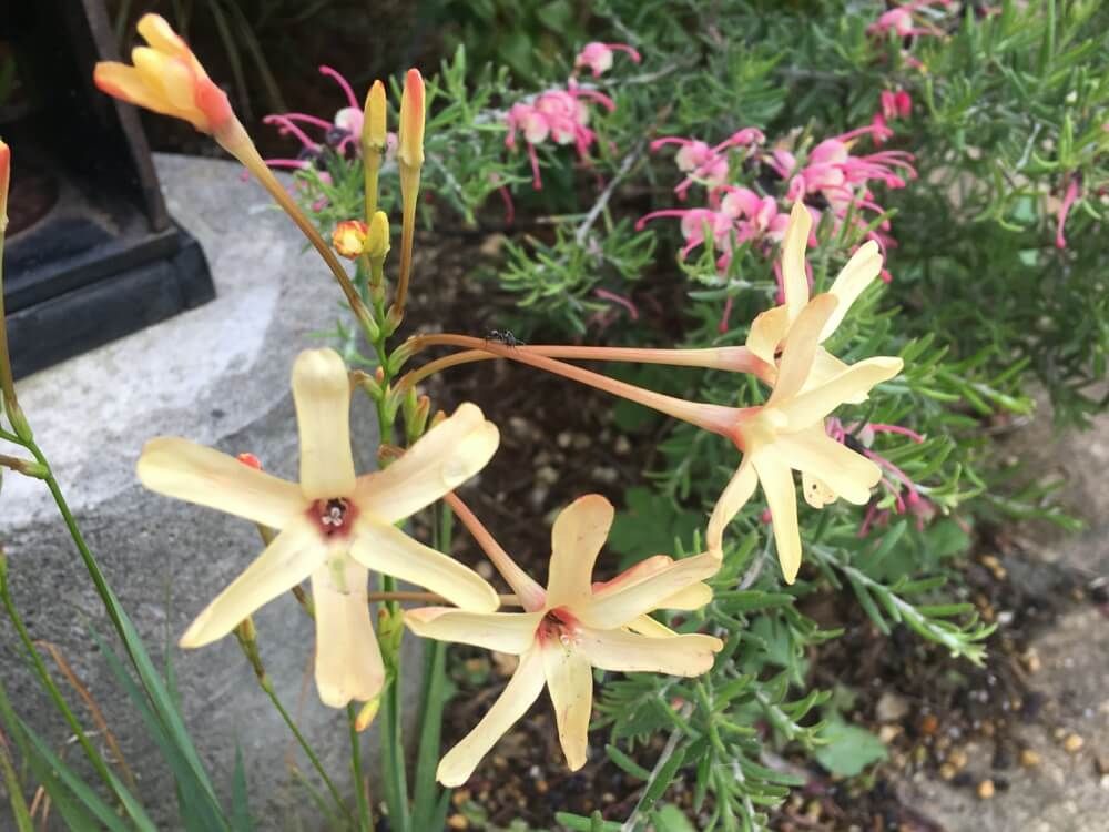 イキシア・イオス