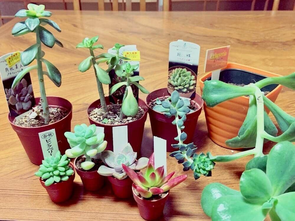 多肉植物　多肉　徒長　仕立て直し　剪定