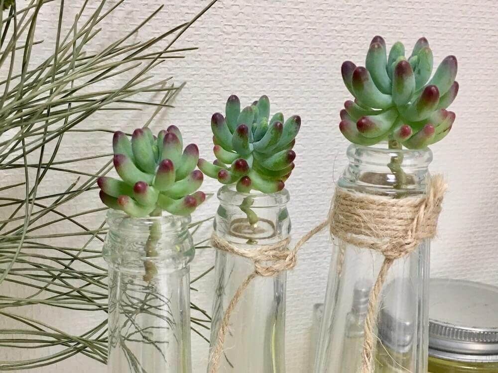 多肉植物　多肉　徒長　仕立て直し　剪定