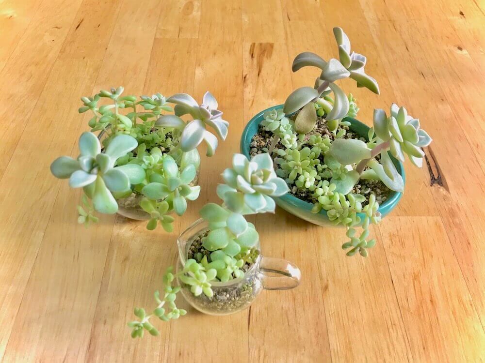 多肉植物　多肉　徒長　仕立て直し　剪定