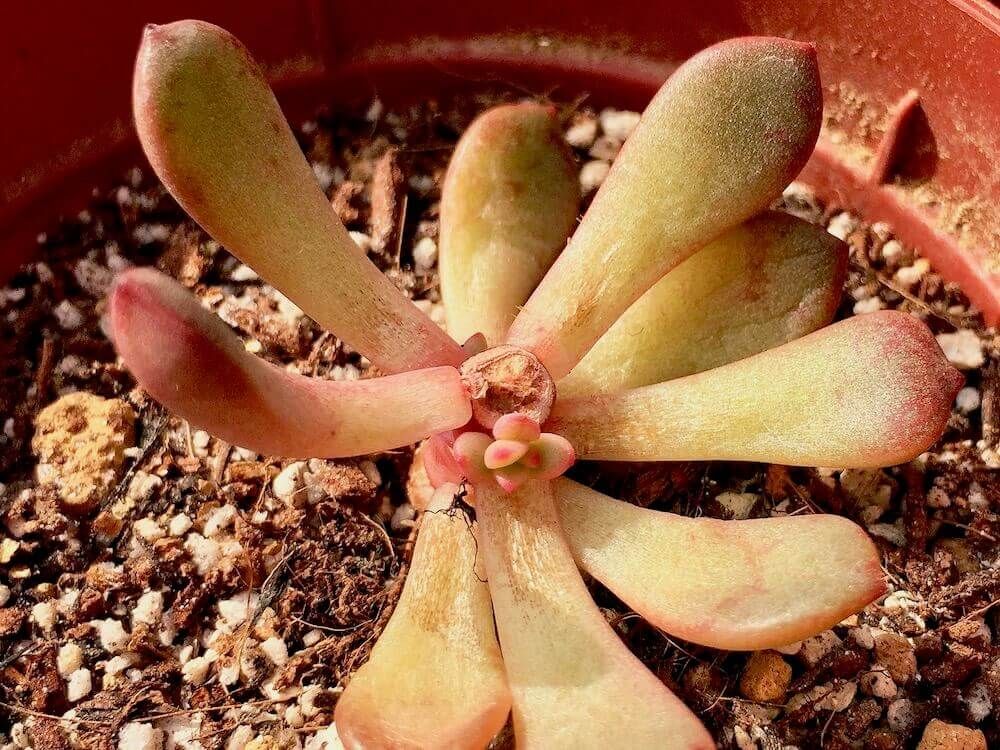 多肉植物　多肉　徒長　仕立て直し　剪定