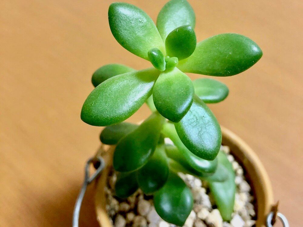 多肉植物　多肉　徒長　仕立て直し　剪定