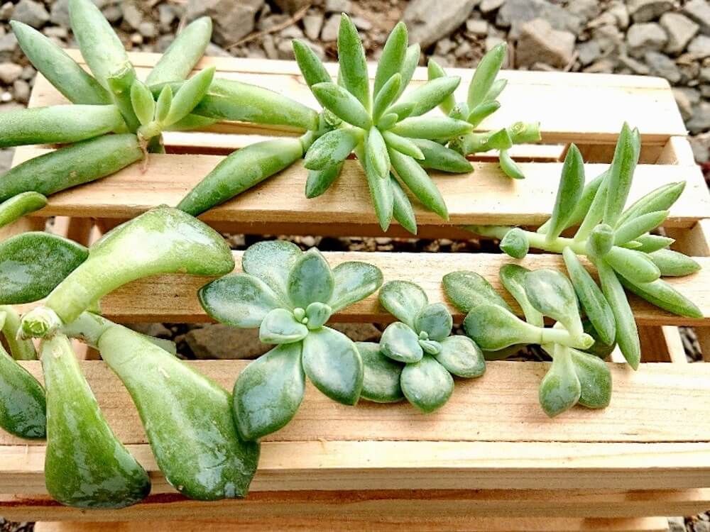 多肉植物　多肉　徒長　仕立て直し　剪定