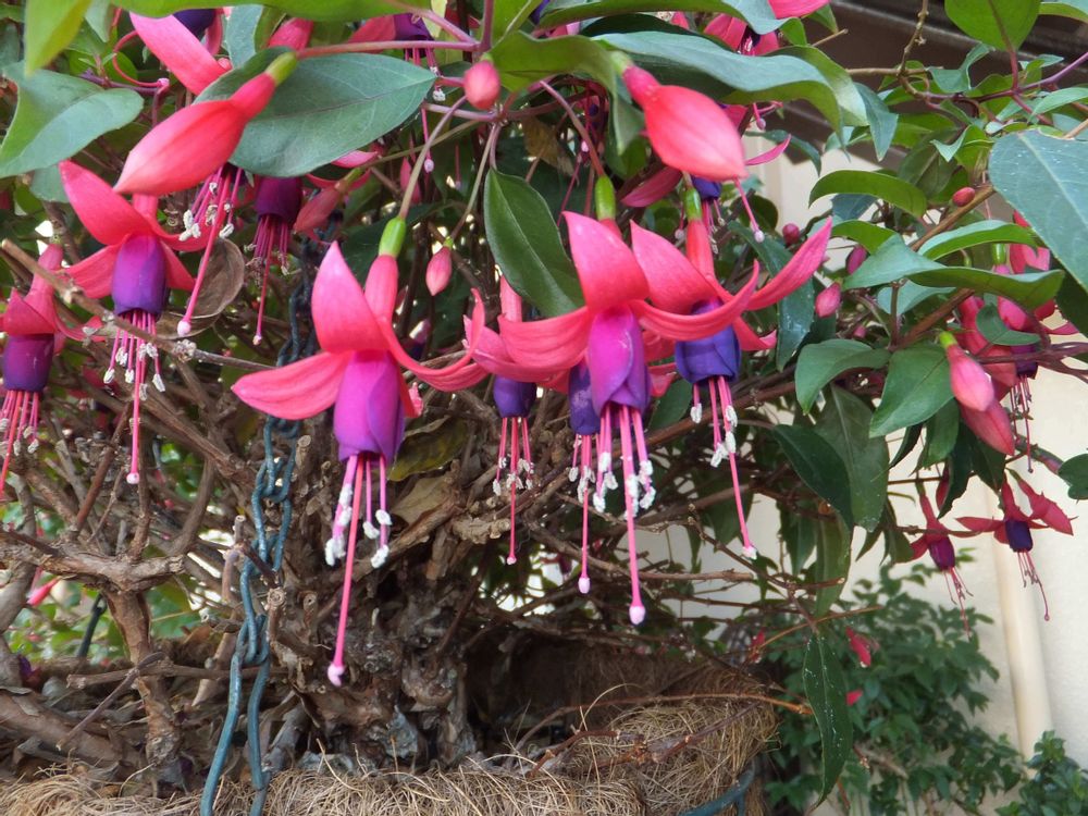 フクシア　赤い花