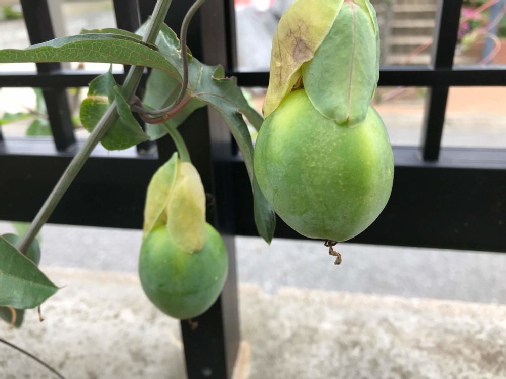 トケイソウ　実