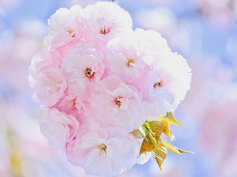 桜(サクラ)　ピンク色の花