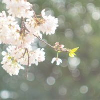 散歩道＆おうちで！春をいろどった今年流の桜の楽しみ方とは？の画像