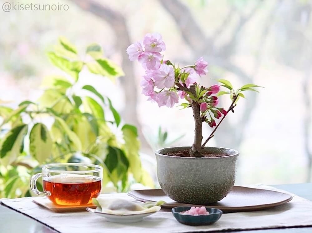 桜　さくら　サクラ