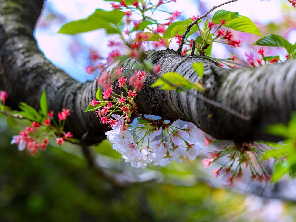 桜　さくら　サクラ