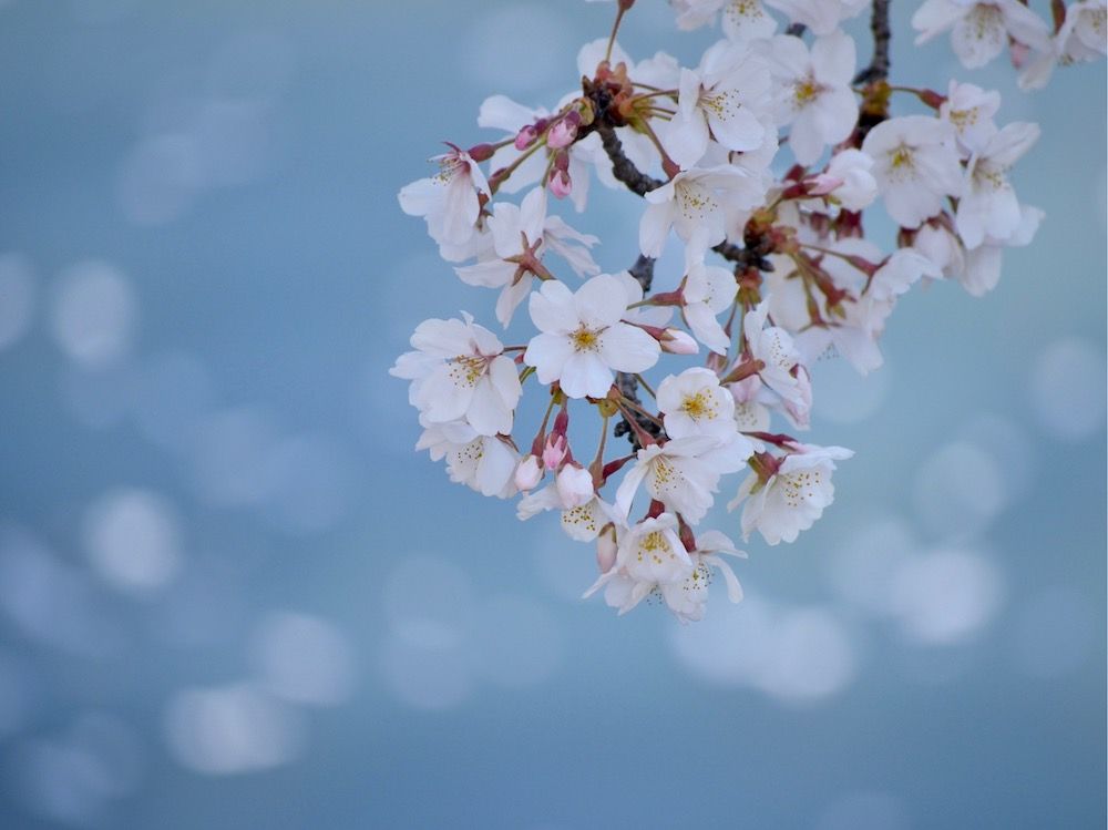 桜　さくら　サクラ