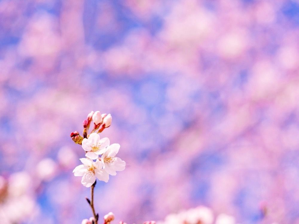 桜　さくら　サクラ