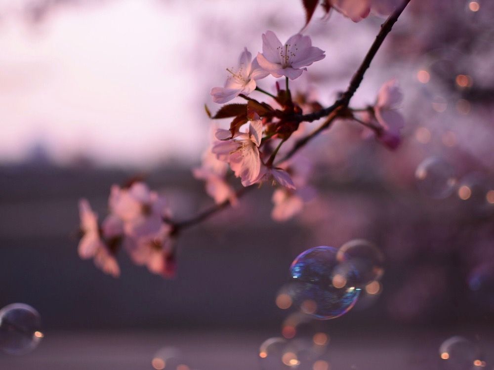 桜　さくら　サクラ