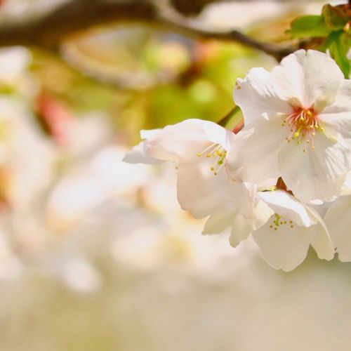 桜 サクラ の育て方 肥料や水やりの方法は 鉢植えのコツは Greensnap グリーンスナップ