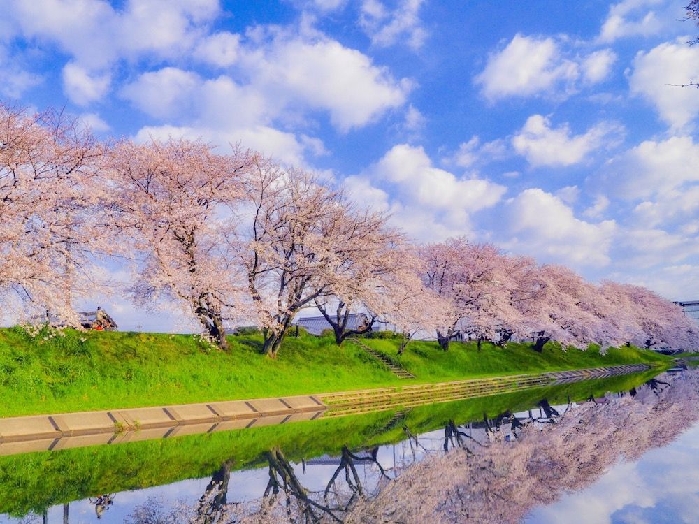 桜　さくら　サクラ