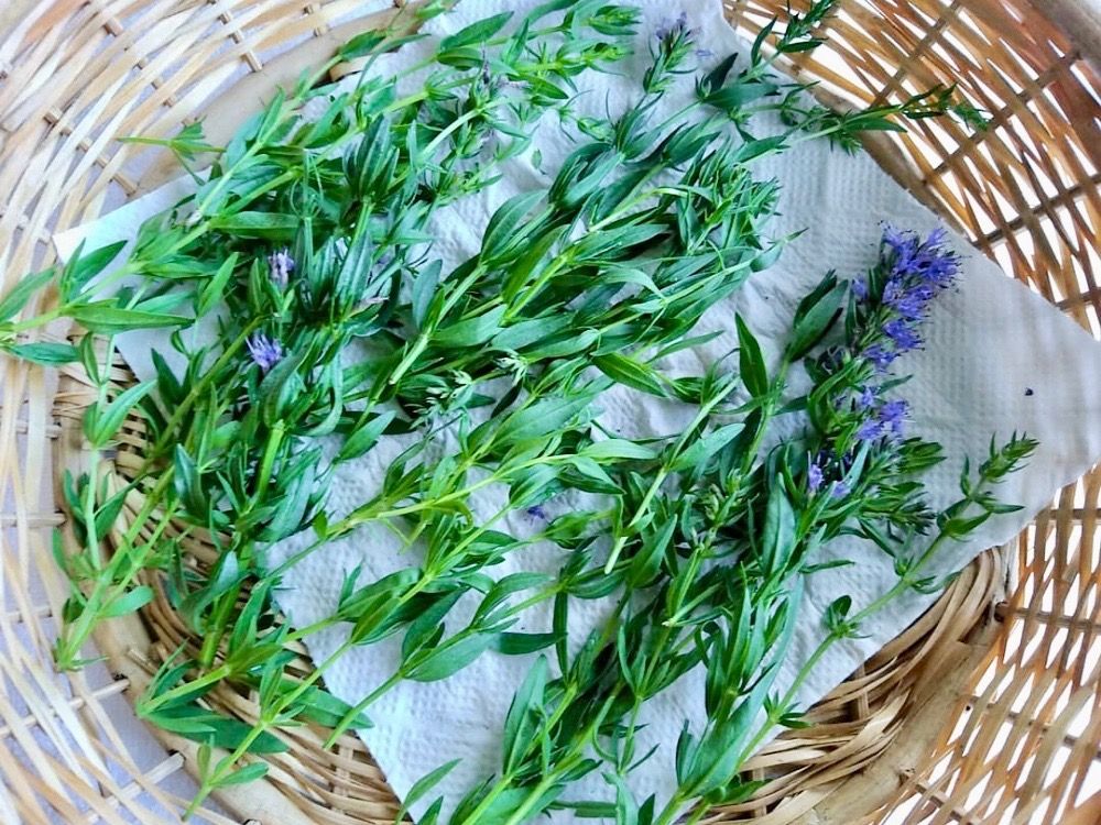 キッチンハーブ　ヒソップ　ハーブ