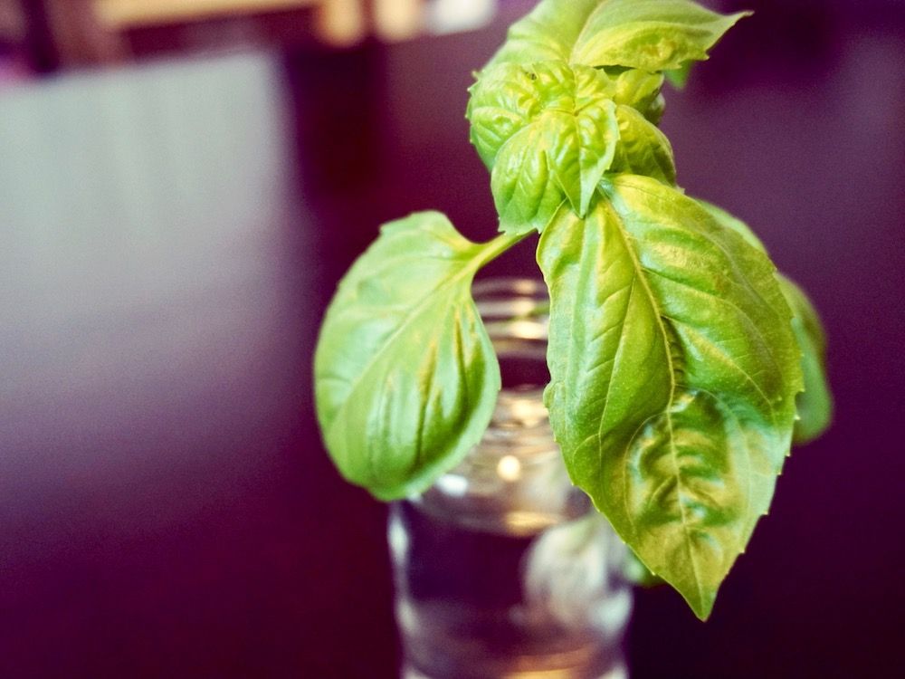 バジル　ハーブ　キッチンハーブ