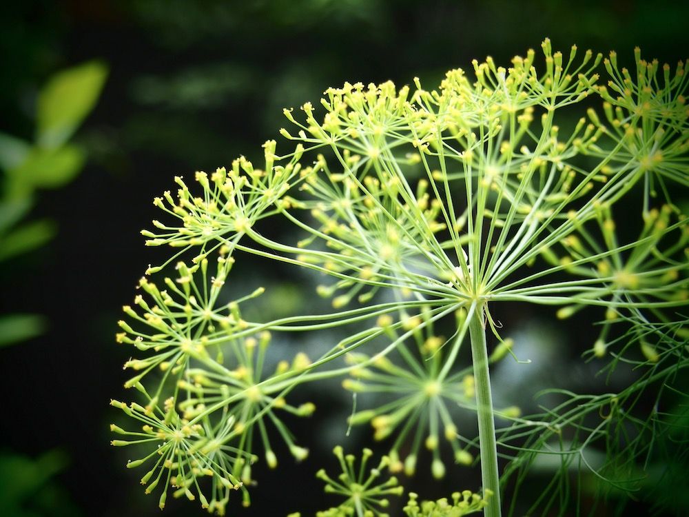 ディル　ハーブ