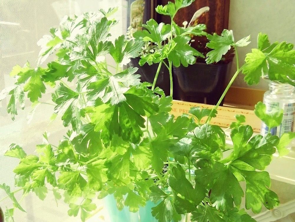 イタリアンパセリ　ハーブ