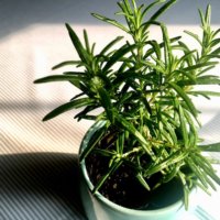 ローズマリーの育て方 室内や日陰でも鉢植え栽培できる 植え替えのコツは Greensnap グリーンスナップ