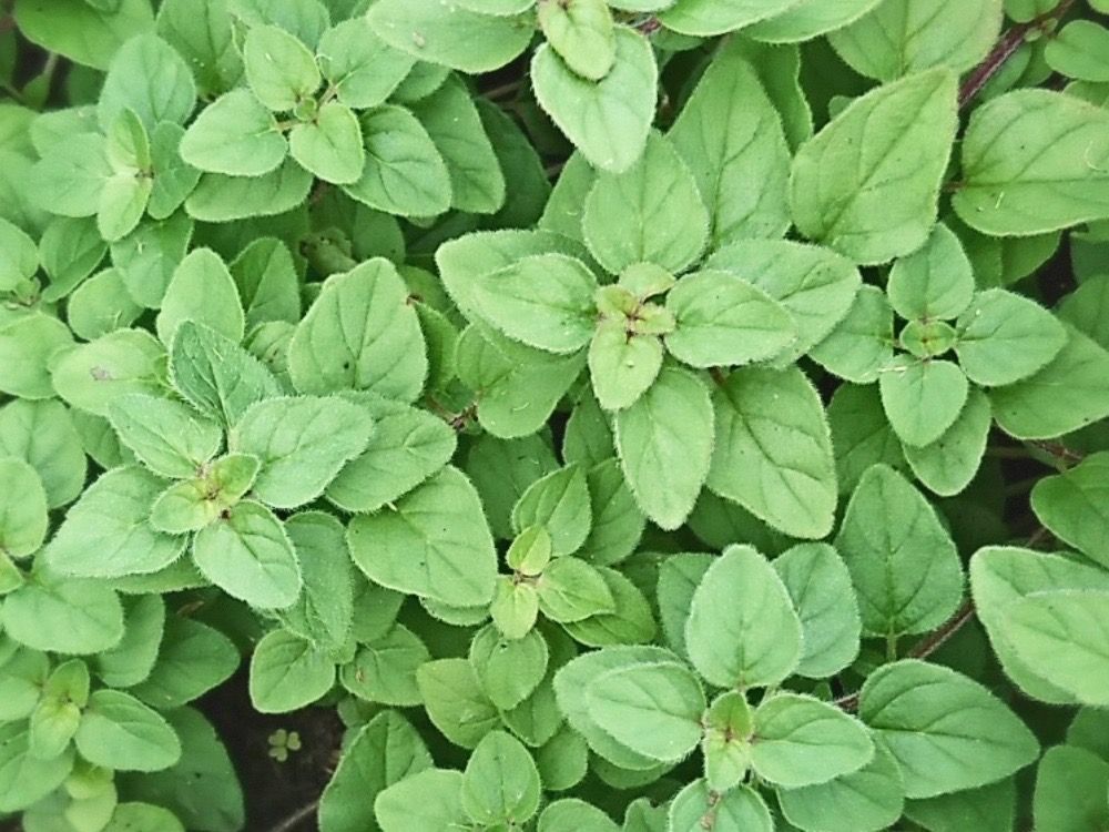 オレガノ　ハーブ