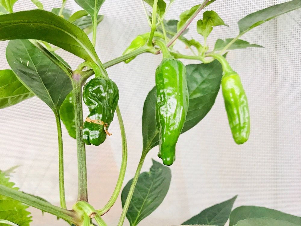 ししとう　家庭菜園