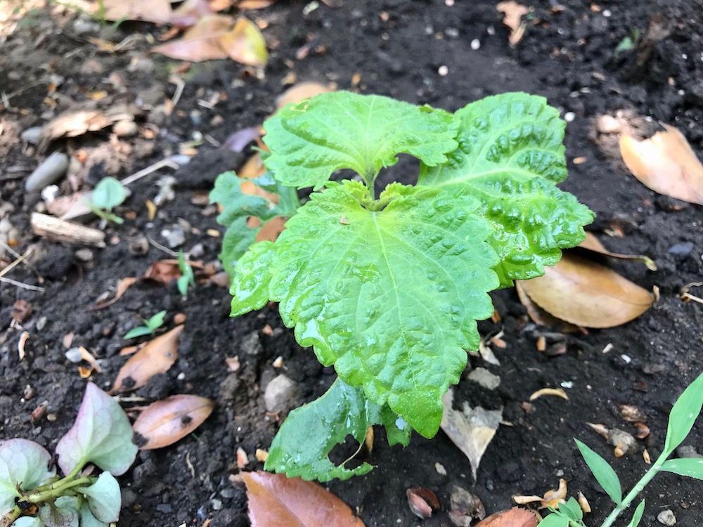 シソ　大葉　家庭菜園