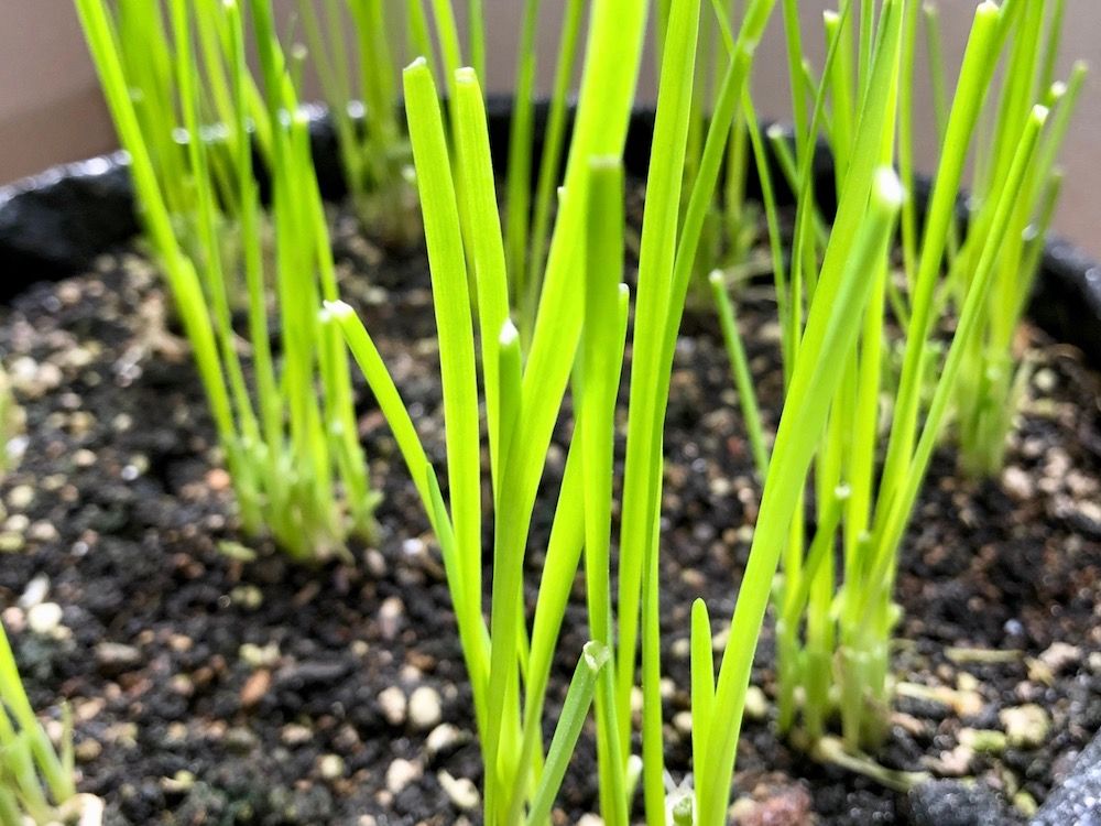 ニラ　家庭菜園