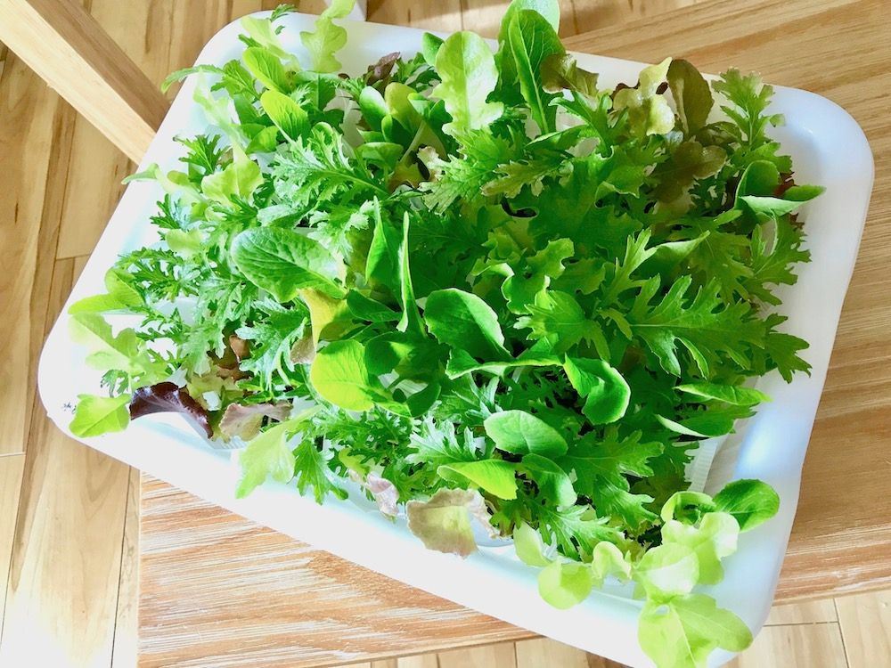 ベビーリーフ　家庭菜園