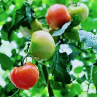 トマトの肥料｜肥料不足や過多のサインって？与えるタイミングは？の画像