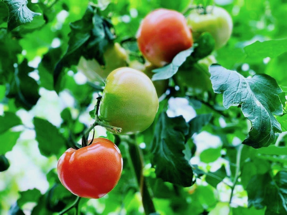 トマトの肥料 肥料不足や過多のサインって 与えるタイミングは Greensnap グリーンスナップ
