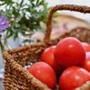 ミニトマトの収穫時期・方法｜タイミングの見極め方は？量を増やすコツは？の画像