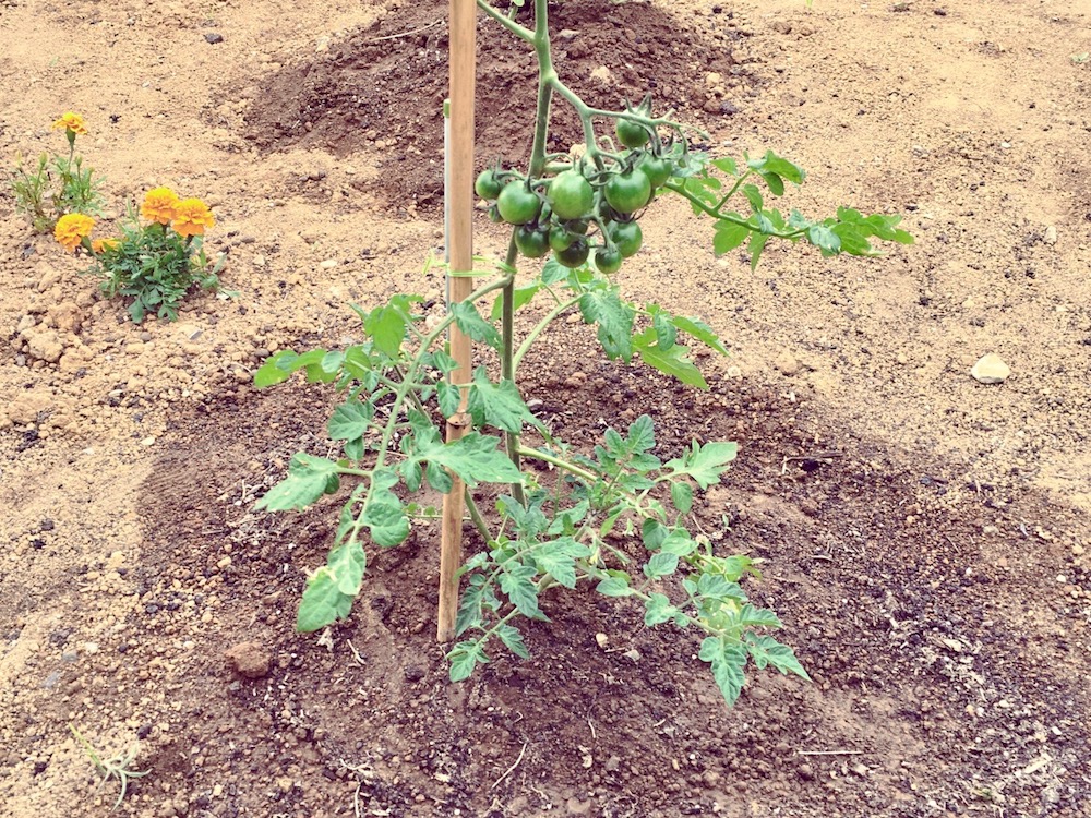 肥料 トマト 栽培