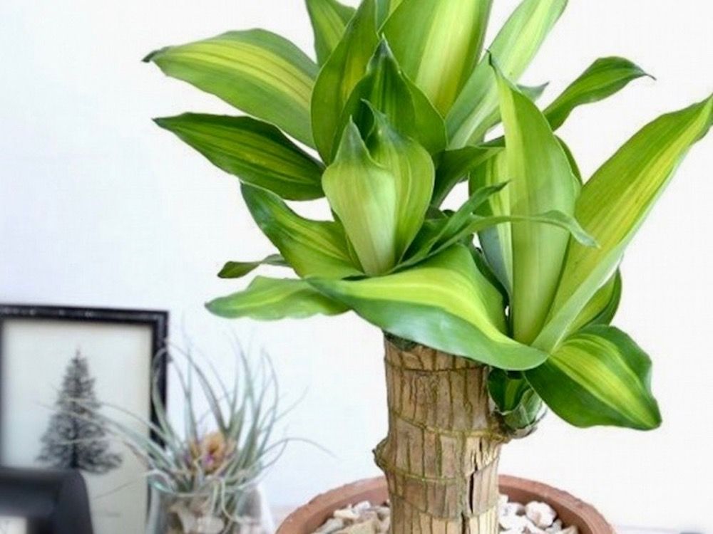 ドラセナ 母の日