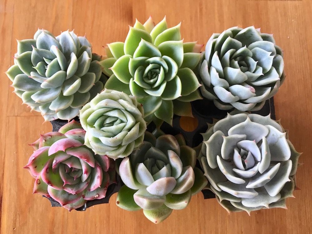 エケベリア　母の日