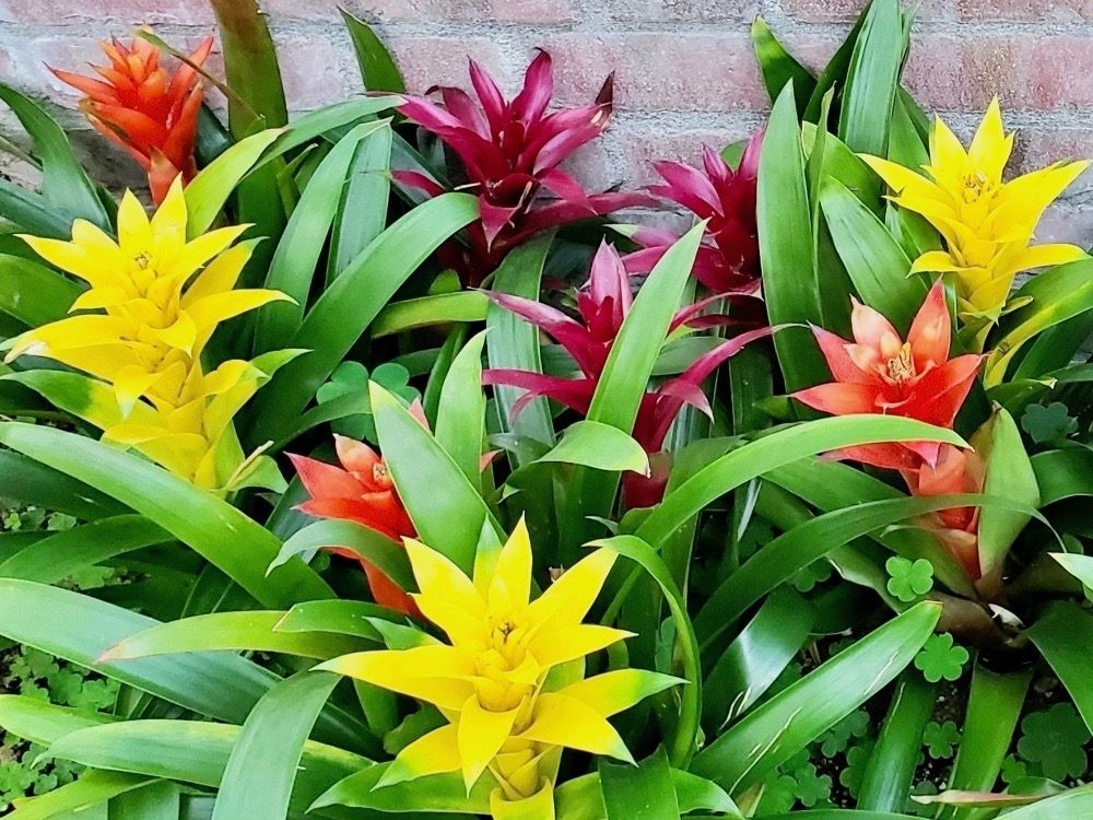 グズマニア　母の日