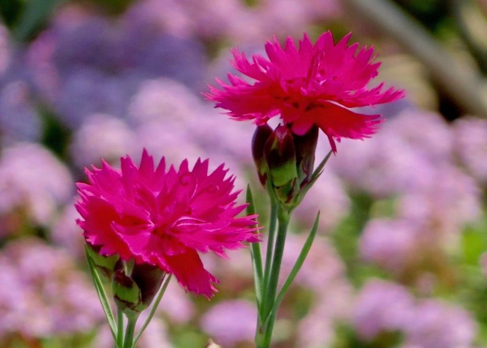 カーネーション　母の日