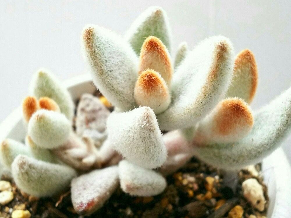 ブラウニー カランコエ 多肉 母の日