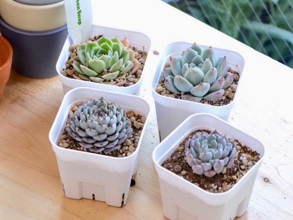 エケベリア　STORE