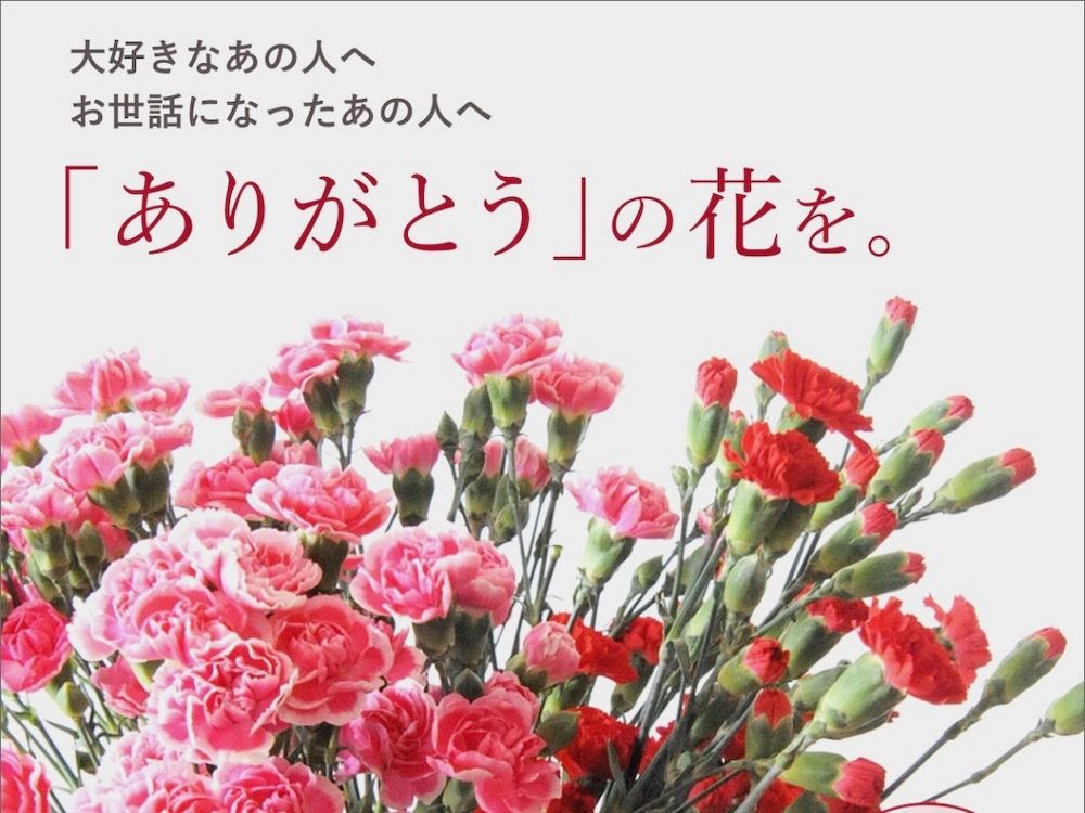 カーネーション　母の日