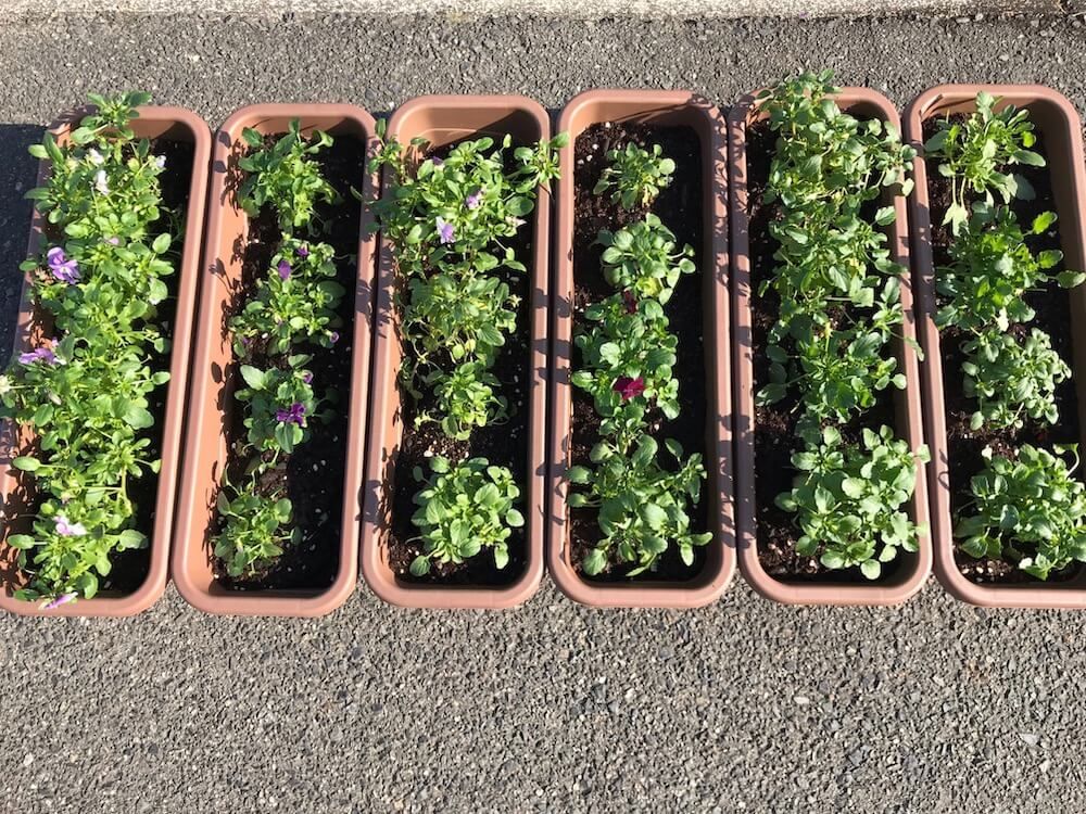 100円ショップ　100均　園芸グッズ　家庭菜園