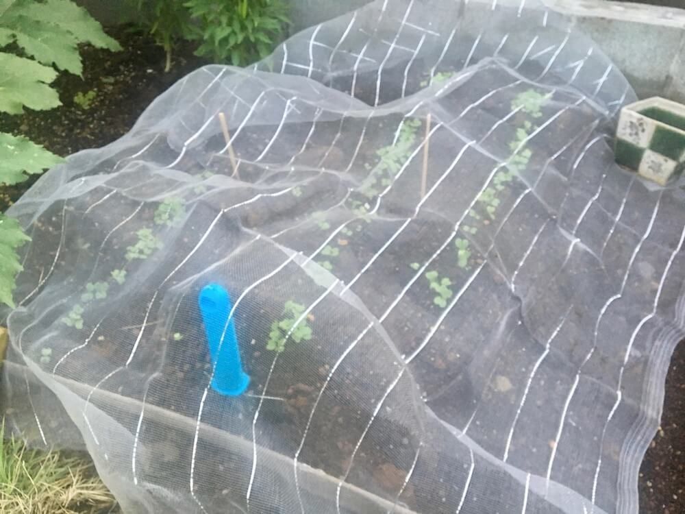 100円ショップ　100均　園芸グッズ　家庭菜園