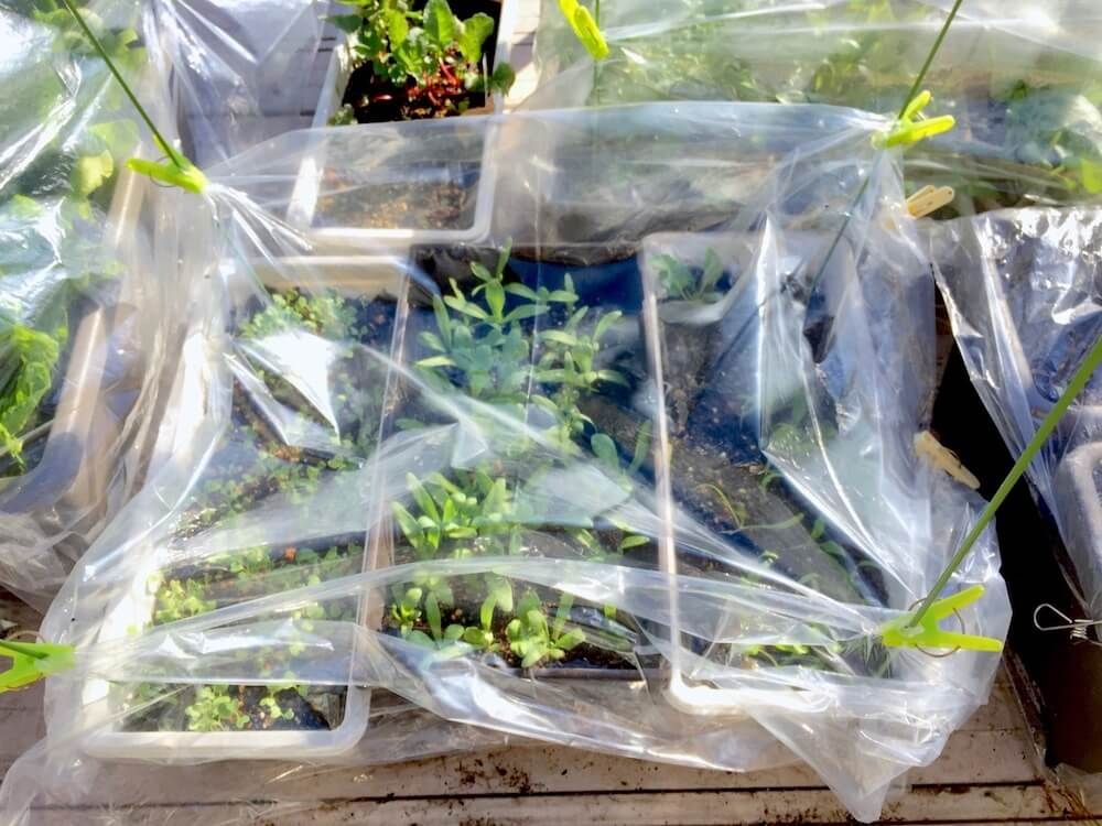 100円ショップ　100均　園芸グッズ　家庭菜園