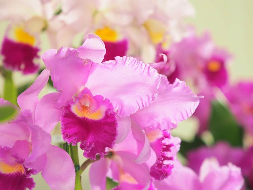 カトレアの花言葉 色別の意味や花の特徴は Greensnap グリーンスナップ