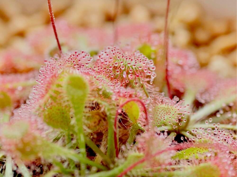 モウセンゴケ　珍奇植物