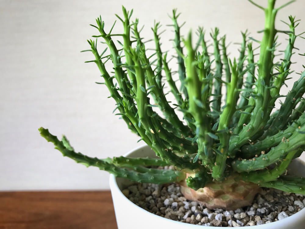 ユーフォルビア　珍奇植物　ビザールプランツ　塊根植物