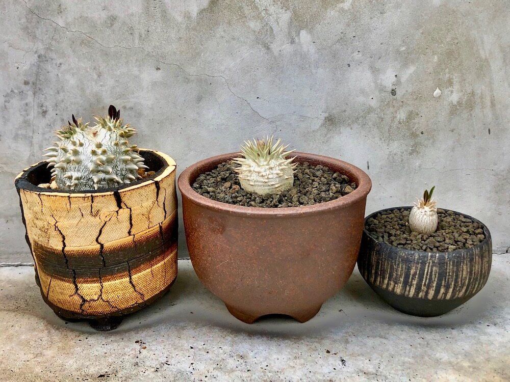 パキポディウム　塊根植物　珍奇植物