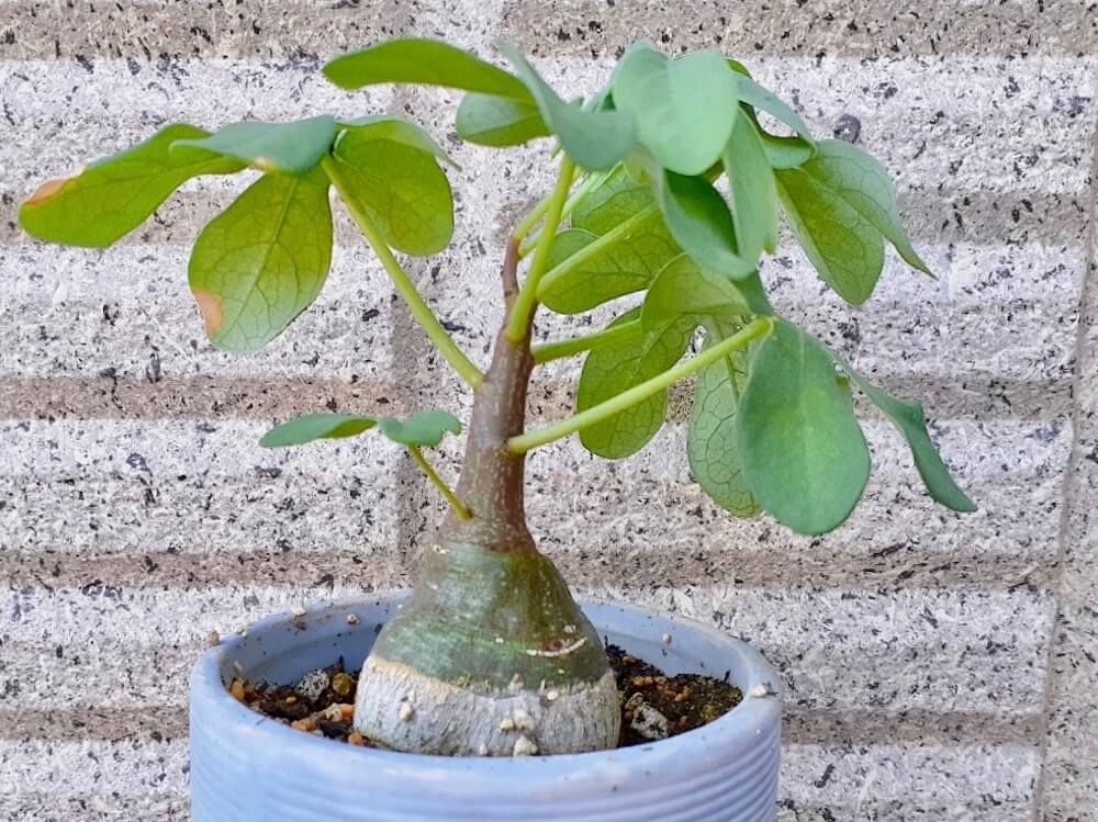 アデニア　塊根植物　珍奇植物