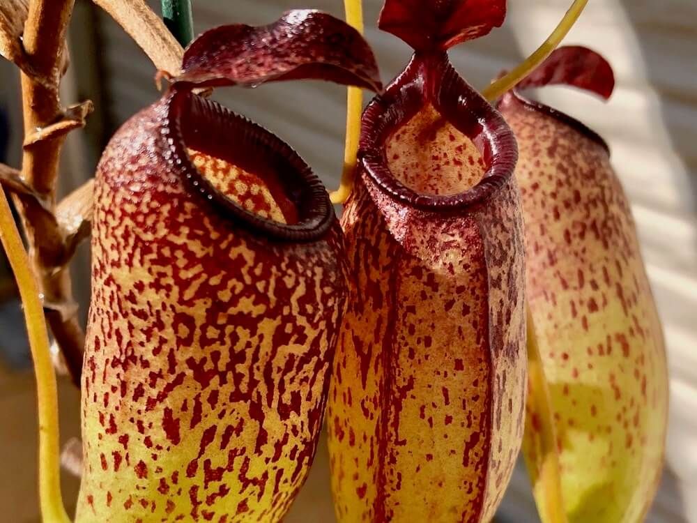 食虫植物　珍奇植物　ウツボカズラ