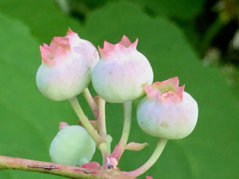 ブルーベリー　薄緑色の実